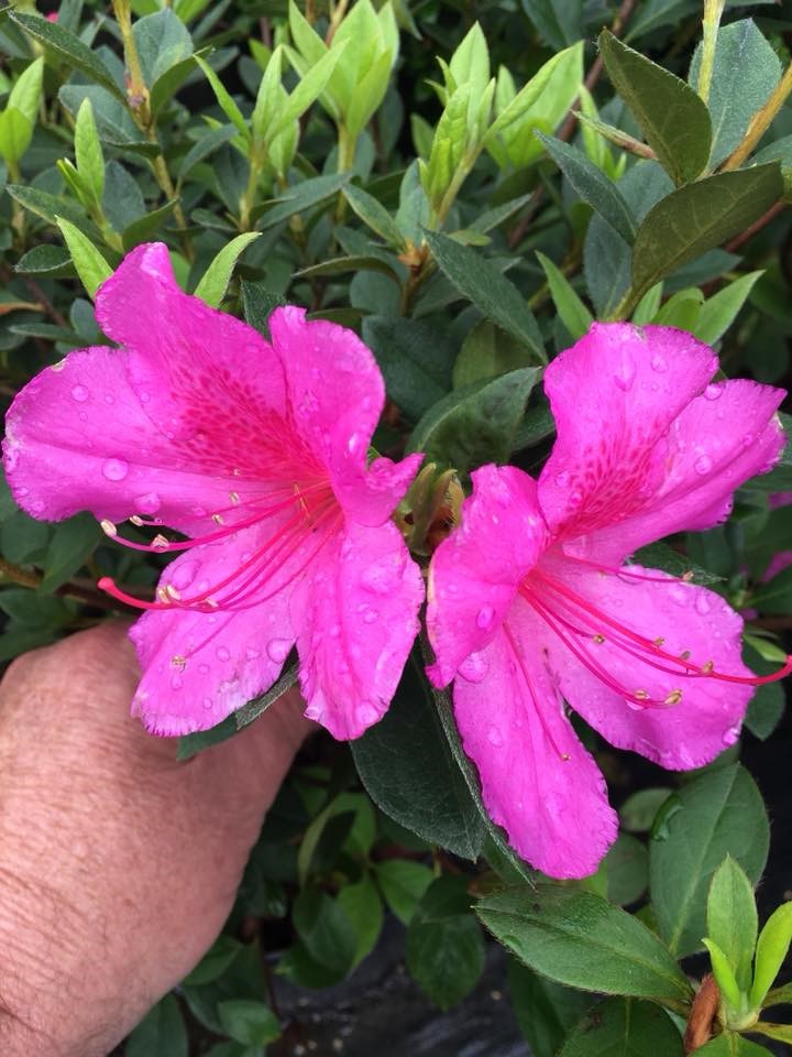 Hot pink azalea growing on a bush.